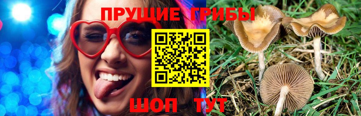 Псилоцибиновые грибы GOLDEN TEACHER Казань